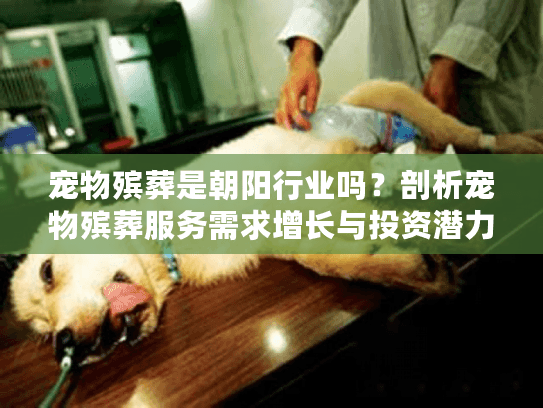 宠物殡葬是朝阳行业吗？剖析宠物殡葬服务需求增长与投资潜力