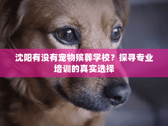沈阳有没有宠物殡葬学校？探寻专业培训的真实选择