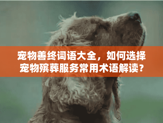 宠物善终词语大全，如何选择宠物殡葬服务常用术语解读？