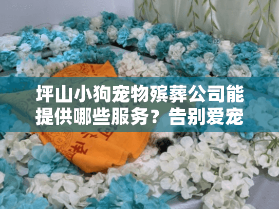 坪山小狗宠物殡葬公司能提供哪些服务？告别爱宠不再迷茫