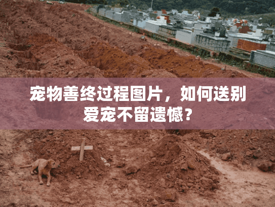 宠物善终过程图片，如何送别爱宠不留遗憾？