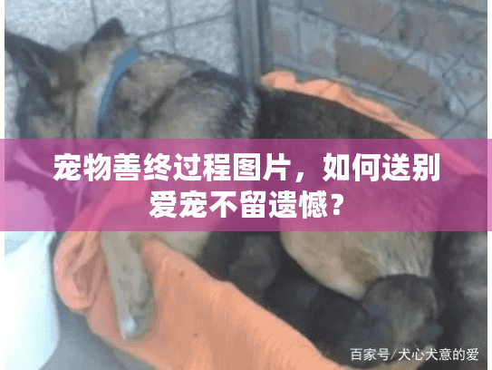 宠物善终过程图片，如何送别爱宠不留遗憾？