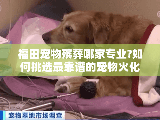 福田宠物殡葬哪家专业?如何挑选最靠谱的宠物火化服务