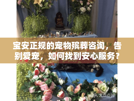 宝安正规的宠物殡葬咨询，告别爱宠，如何找到安心服务？