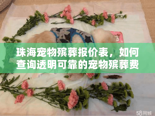 珠海宠物殡葬报价表，如何查询透明可靠的宠物殡葬费用？