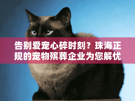 告别爱宠心碎时刻？珠海正规的宠物殡葬企业为您解忧