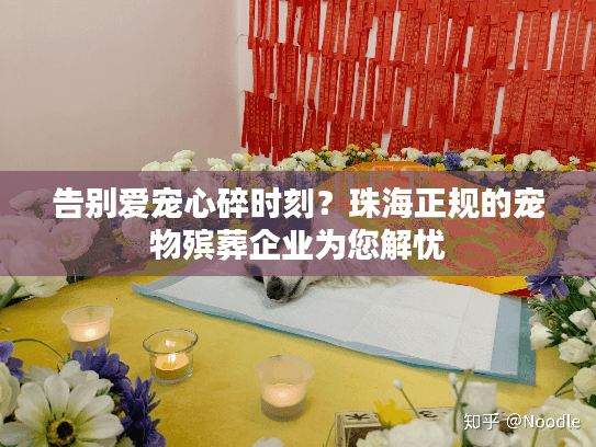 告别爱宠心碎时刻？珠海正规的宠物殡葬企业为您解忧