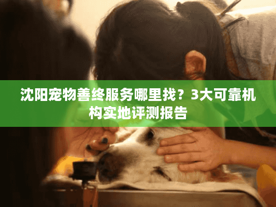 沈阳宠物善终服务哪里找？3大可靠机构实地评测报告