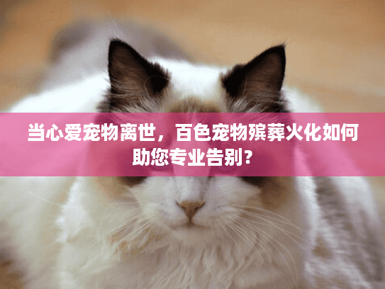 当心爱宠物离世，百色宠物殡葬火化如何助您专业告别？