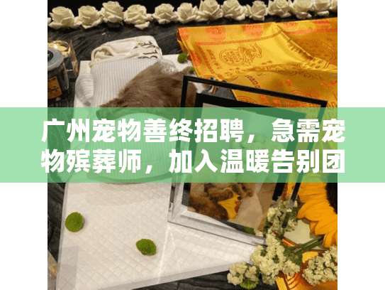 广州宠物善终招聘，急需宠物殡葬师，加入温暖告别团队！