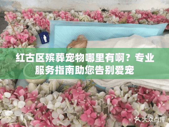 红古区殡葬宠物哪里有啊？专业服务指南助您告别爱宠