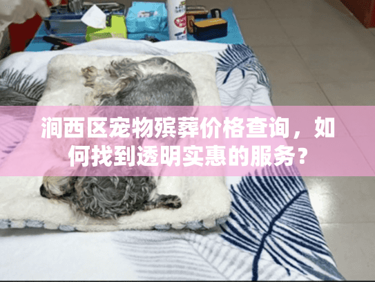 涧西区宠物殡葬价格查询，如何找到透明实惠的服务？