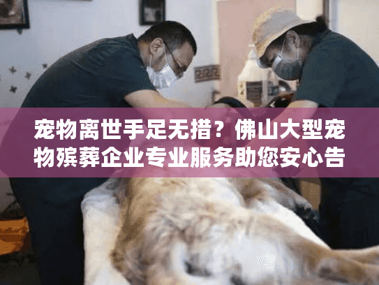 宠物离世手足无措？佛山大型宠物殡葬企业专业服务助您安心告别
