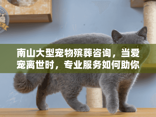 南山大型宠物殡葬咨询，当爱宠离世时，专业服务如何助你走出悲伤？