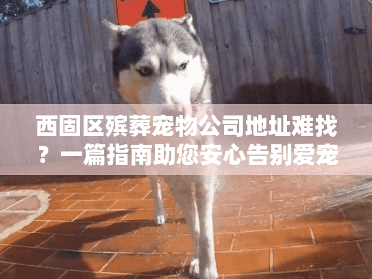 西固区殡葬宠物公司地址难找？一篇指南助您安心告别爱宠