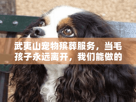 武夷山宠物殡葬服务，当毛孩子永远离开，我们能做的最后一件事？