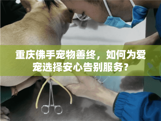 重庆佛手宠物善终，如何为爱宠选择安心告别服务？
