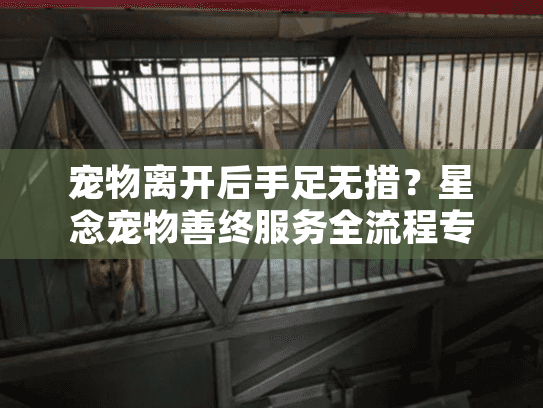 宠物离开后手足无措？星念宠物善终服务全流程专业指南