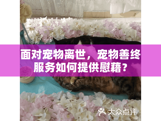 面对宠物离世，宠物善终服务如何提供慰藉？