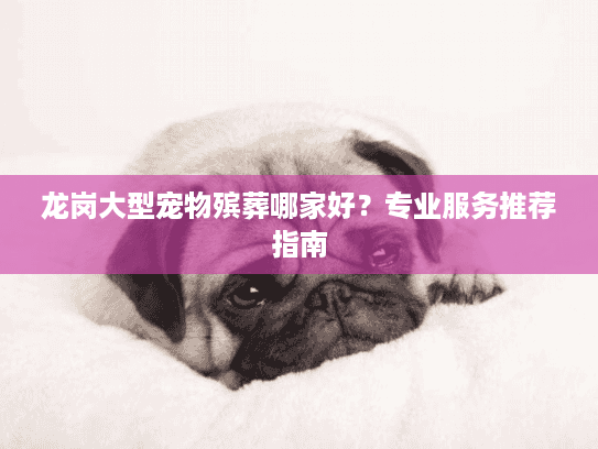 龙岗大型宠物殡葬哪家好？专业服务推荐指南