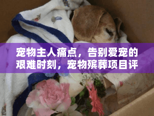 宠物主人痛点，告别爱宠的艰难时刻，宠物殡葬项目评估书模板助您安心