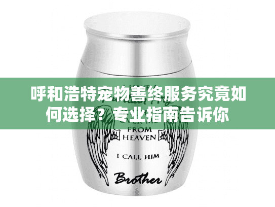 呼和浩特宠物善终服务究竟如何选择？专业指南告诉你