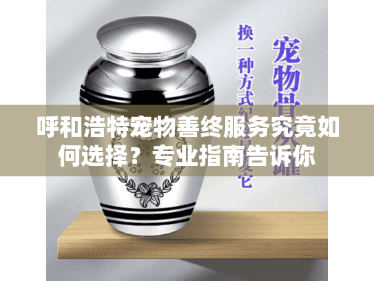 呼和浩特宠物善终服务究竟如何选择？专业指南告诉你