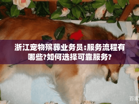 浙江宠物殡葬业务员:服务流程有哪些?如何选择可靠服务?