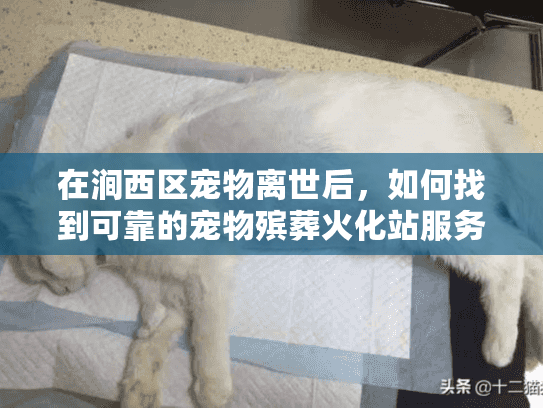 在涧西区宠物离世后，如何找到可靠的宠物殡葬火化站服务？