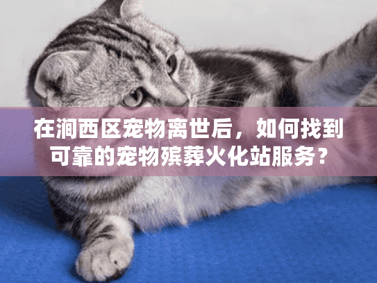 在涧西区宠物离世后，如何找到可靠的宠物殡葬火化站服务？