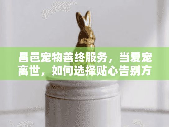 昌邑宠物善终服务,当爱宠离世,如何选择贴心告别方案?