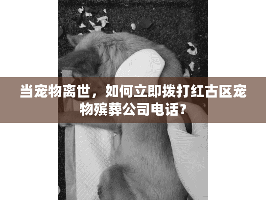当宠物离世，如何立即拨打红古区宠物殡葬公司电话？