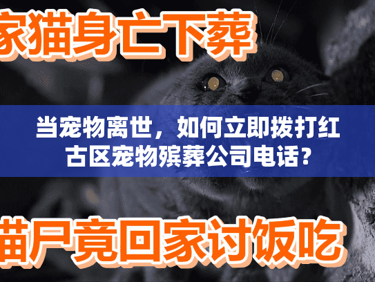当宠物离世，如何立即拨打红古区宠物殡葬公司电话？