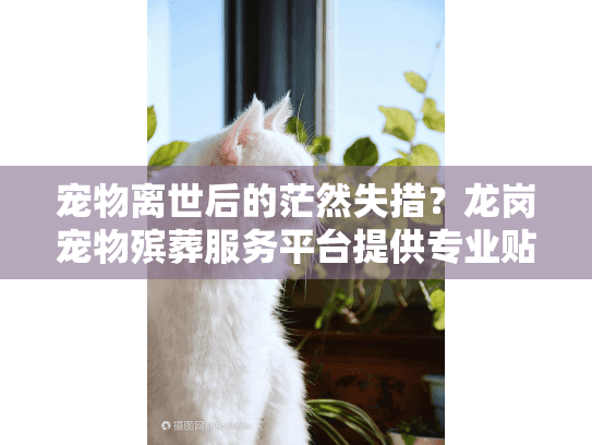 宠物离世后的茫然失措？龙岗宠物殡葬服务平台提供专业贴心服务
