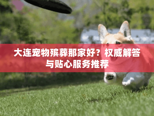 大连宠物殡葬那家好？权威解答与贴心服务推荐