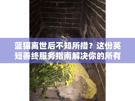 蓝猫离世后不知所措？这份英短善终服务指南解决你的所有困惑