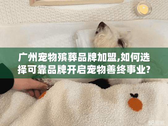 广州宠物殡葬品牌加盟,如何选择可靠品牌开启宠物善终事业?