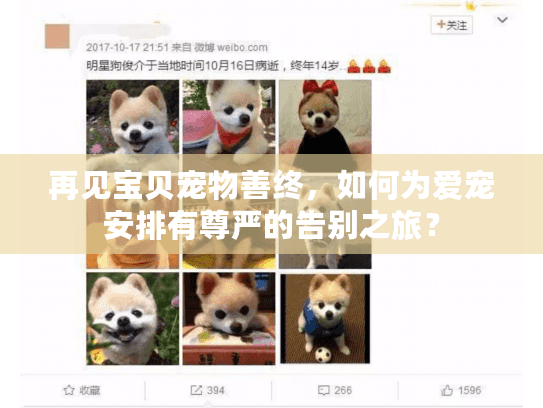 再见宝贝宠物善终，如何为爱宠安排有尊严的告别之旅？