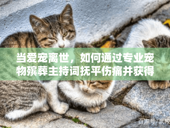 当爱宠离世，如何通过专业宠物殡葬主持词抚平伤痛并获得真挚慰藉？