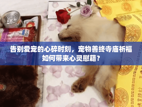 告别爱宠的心碎时刻，宠物善终寺庙祈福如何带来心灵慰藉？
