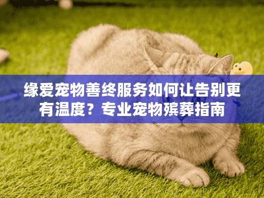 缘爱宠物善终服务如何让告别更有温度？专业宠物殡葬指南