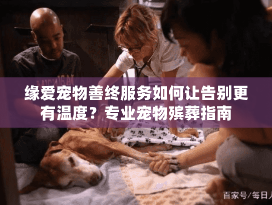 缘爱宠物善终服务如何让告别更有温度？专业宠物殡葬指南