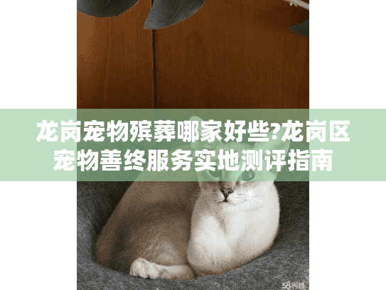 龙岗宠物殡葬哪家好些?龙岗区宠物善终服务实地测评指南