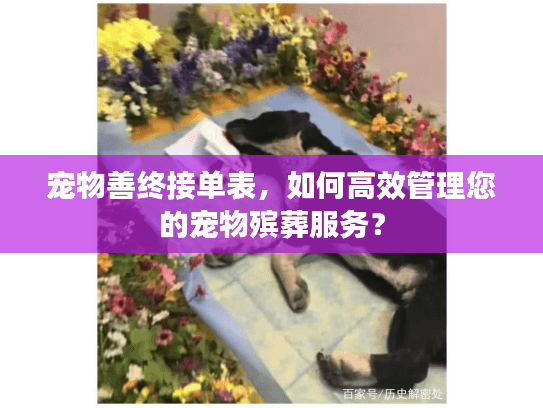 宠物善终接单表，如何高效管理您的宠物殡葬服务？