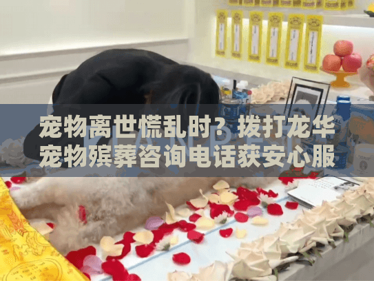 宠物离世慌乱时？拨打龙华宠物殡葬咨询电话获安心服务