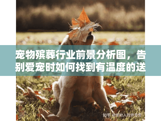 宠物殡葬行业前景分析图，告别爱宠时如何找到有温度的送别服务？