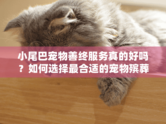 小尾巴宠物善终服务真的好吗？如何选择最合适的宠物殡葬方案？