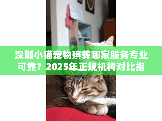 深圳小猫宠物殡葬哪家服务专业可靠？2025年正规机构对比指南