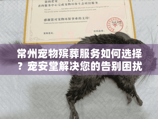 常州宠物殡葬服务如何选择？宠安堂解决您的告别困扰