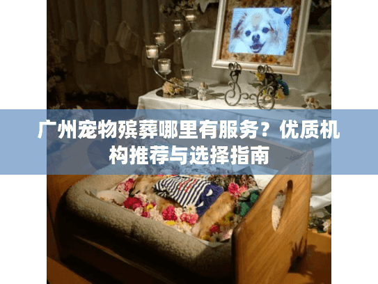 广州宠物殡葬哪里有服务?优质机构推荐与选择指南
